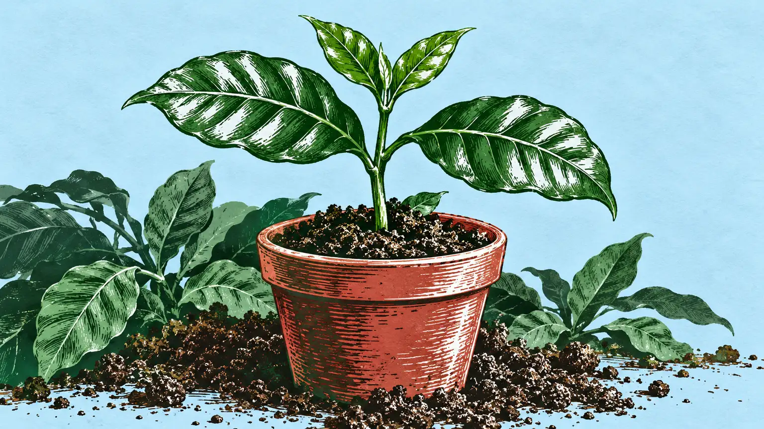 咖啡幼株與土壤的農業情境插畫