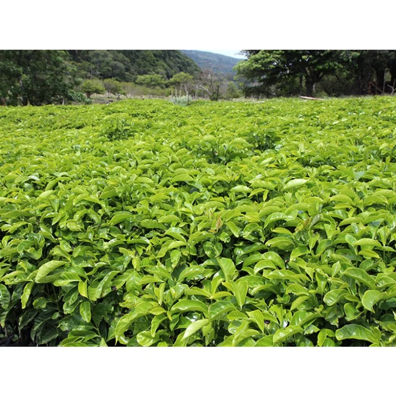 風味師 蜜香烏龍 限量版特調|中深M+ 咖啡豆 官方商品識別圖(可能展示產地,非包裝實物)