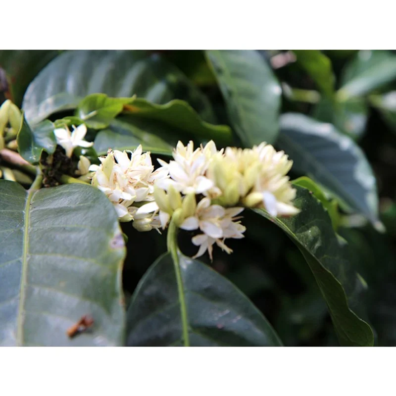 巴西 卡納斯特拉莊園 天堂MGS 2 日曬處理 Lot 2640|中焙M 咖啡豆 官方商品識別圖(可能展示產地,非包裝實物)