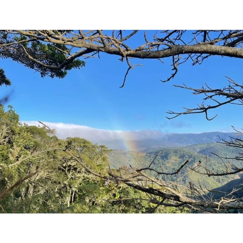 哥斯大黎加 雲霧莊園 卡杜拉與卡太一種 水洗處理|淺焙M0+ 咖啡豆 官方商品識別圖(可能展示產地,非包裝實物)