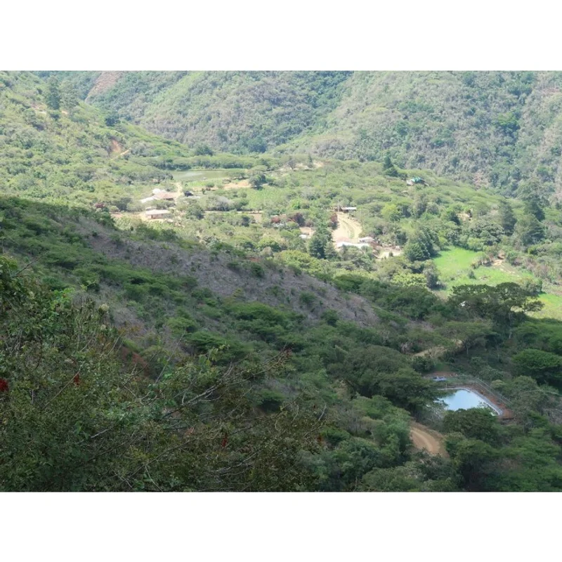 厄瓜多 金脈莊園 綠藝伎種 水洗處理 雙重厭氧發酵|中焙M 咖啡豆 官方商品識別圖(可能展示產地,非包裝實物)