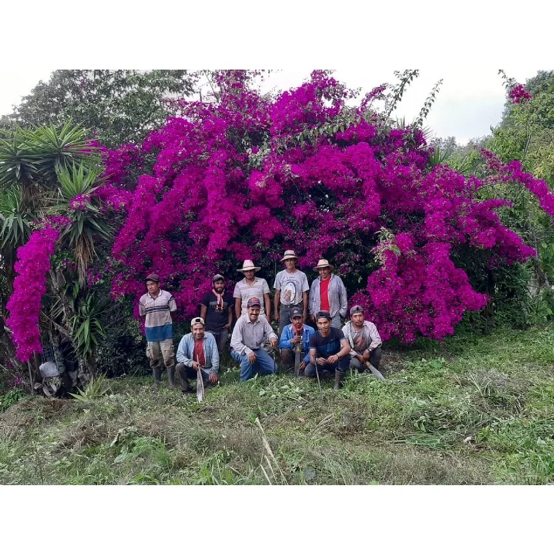 瓜地馬拉 瓜達隆莊園 九重葛園區 藝伎種 厭氧日曬 批次24107|中焙M# 掛耳咖啡 官方商品識別圖(可能展示產地,非包裝實物)
