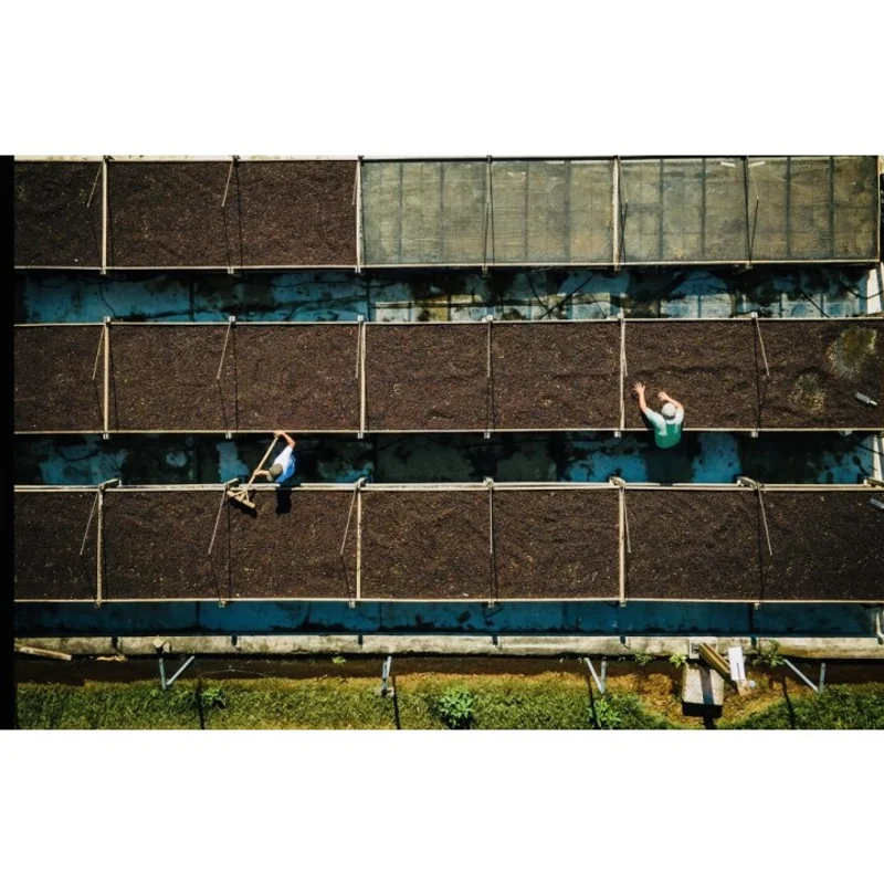 瓜地馬拉 聖費麗莎莊園 矮種藝伎 日曬處理 批次1500|中焙M 咖啡豆 官方商品識別圖(可能展示產地,非包裝實物)