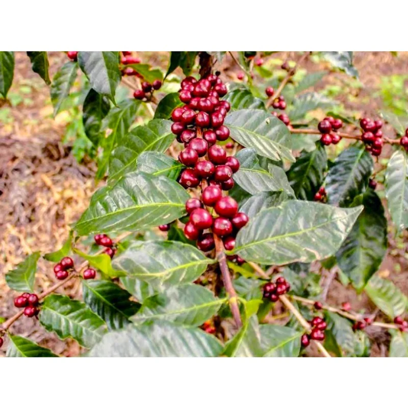 瓜地馬拉 聖費麗莎莊園 藝伎2722種 日曬處理 批次1550|中焙M 咖啡豆 官方商品識別圖(可能展示產地,非包裝實物)
