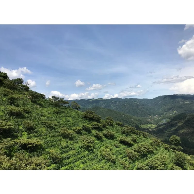 瓜地馬拉 聖羅莎區 拉洛瑪莊園 黃卡太一種 水洗處理|中深M+ 咖啡豆 官方商品識別圖(可能展示產地,非包裝實物)