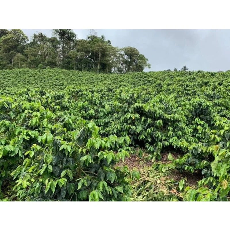 尼加拉瓜 薇拉莊園 紅帕卡馬拉 水洗處理 批次273|淺焙M0+# 掛耳咖啡 官方商品識別圖(可能展示產地,非包裝實物)