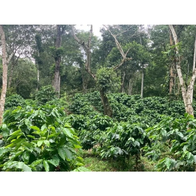 尼加拉瓜 愉悅莊園 Ethiosar種 水洗處理 批次215|深焙M1 咖啡豆 官方商品識別圖(可能展示產地,非包裝實物)