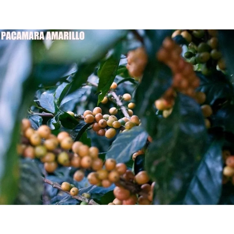 尼加拉瓜 檸檬樹莊園 黃帕卡馬拉 紅蜜處理 批次223|中焙M# 掛耳咖啡 官方商品識別圖(可能展示產地,非包裝實物)