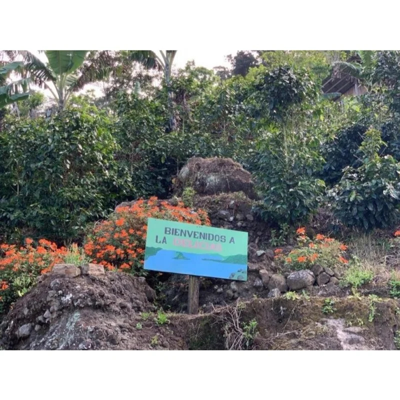 尼加拉瓜 德利西斯莊園 黃帕卡馬拉 日曬處理 批次224|淺焙M0+ 咖啡豆 官方商品識別圖(可能展示產地,非包裝實物)