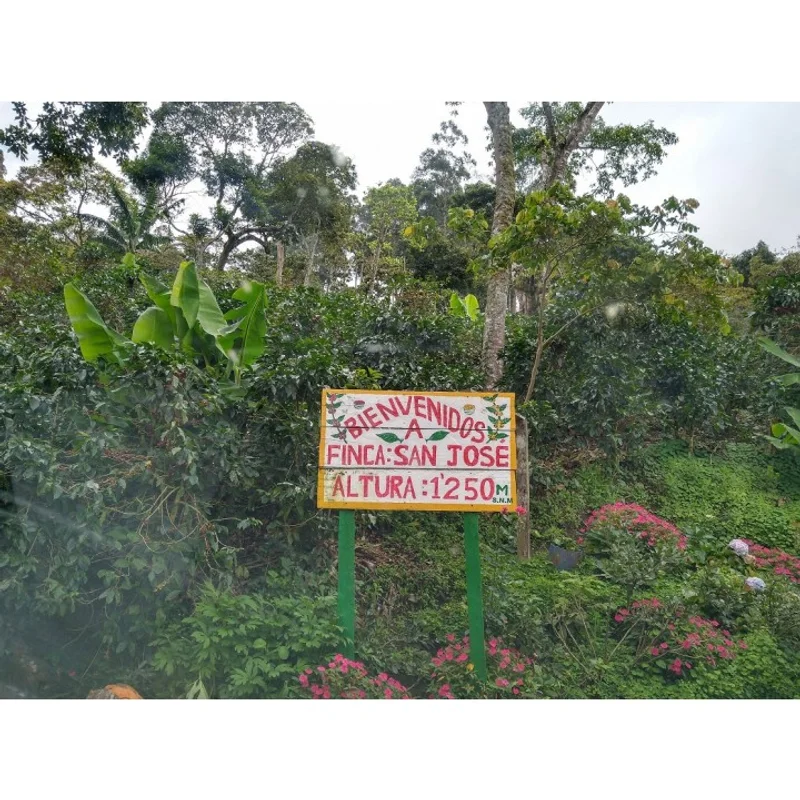 尼加拉瓜 聖荷西莊園 紅卡太一種 水洗處理 批次121|中深M+# 掛耳咖啡 官方商品識別圖(可能展示產地,非包裝實物)