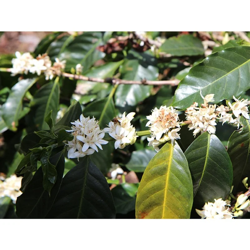 風味師 花香系列 花開富貴|中焙M# 掛耳咖啡 官方商品識別圖(可能展示產地,非包裝實物)