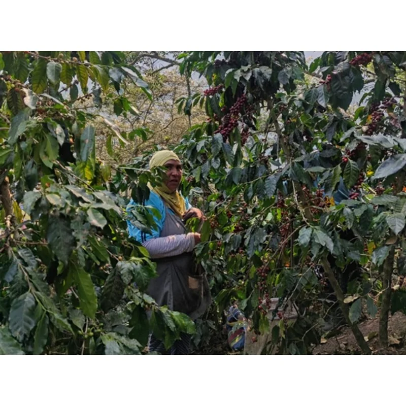 祕魯 庫斯科區 薩瓦亞科區小農 古典鐵皮卡種 水洗處理 批次5444|深焙M1# 掛耳咖啡 官方商品識別圖(可能展示產地,非包裝實物)