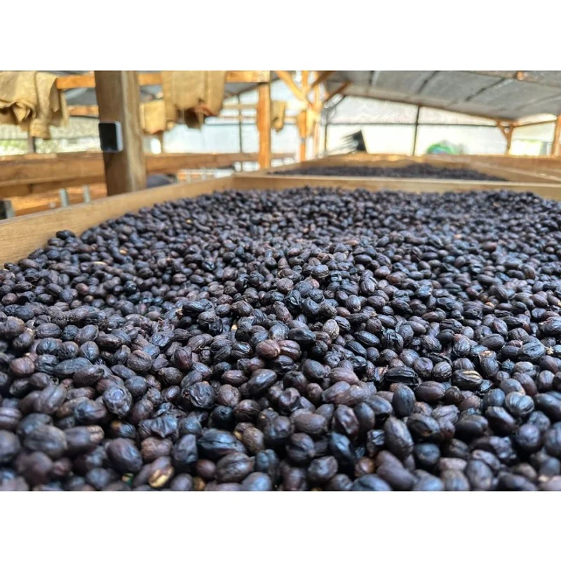 厄瓜多 2023卓越盃第5名 克拉拉盧茲莊園 藝伎種 日曬厭氧發酵|淺焙M0+ 掛耳咖啡 官方商品識別圖(可能展示產地,非包裝實物)